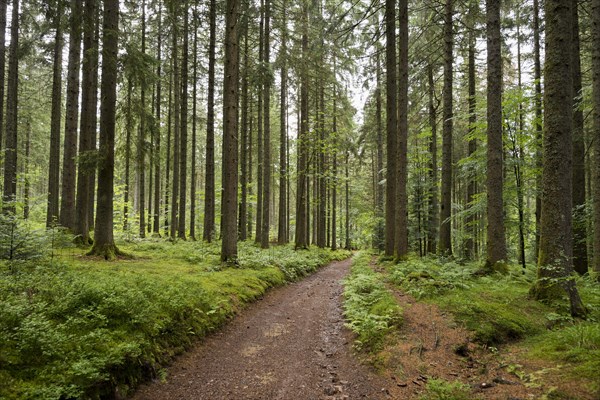 Coniferous forest in summer with moss and ferns