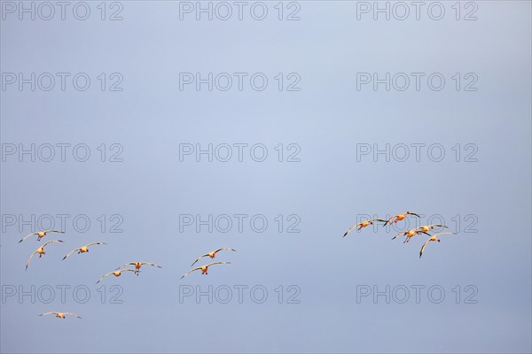 Greater flamingos (Phoenicopterus roseus) in flight
