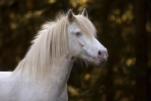 Welsh-Pony