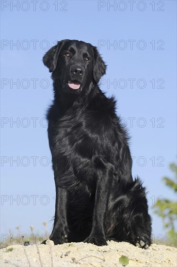 Flat Coated Retriever