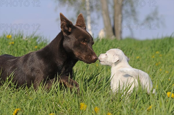 Australian Kelpie