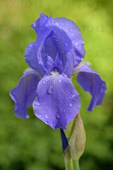 Tall Bearded Iris (Iris barbata-elatior)
