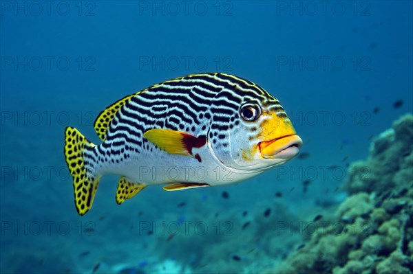 Diagonal-banded Sweetlip (Plectorhinchus lineatus)