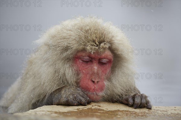 Sleeping Japanese macaque (Macaca fuscata) in the hot spring of Jigokudani Monkey Park