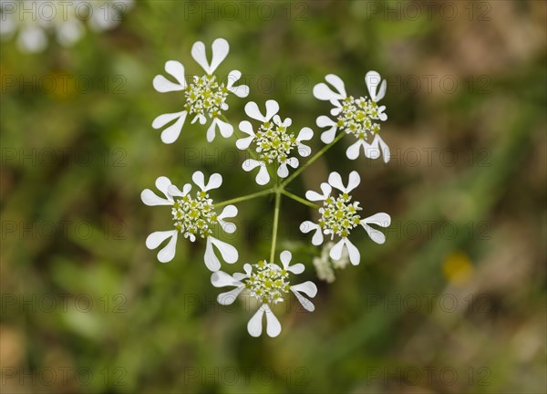 Mediterranean hartwort (Tordylium apulum)