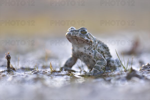 Common Toad (Bufo viridis) in the mud