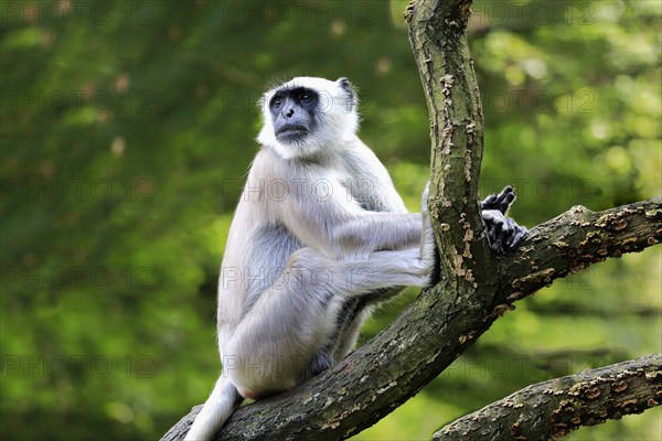 Northern plains gray langur (Semnopithecus entellus)