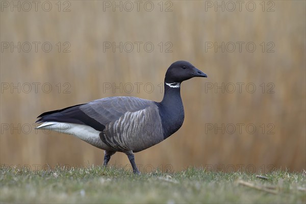 Brant Goose (Branta bernicla) stands in a meadow