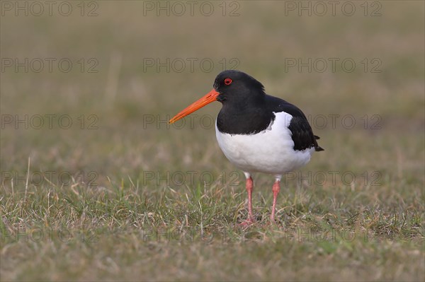 Eurasian oystercatcher (Haematopus ostralegus) stands in a meadow