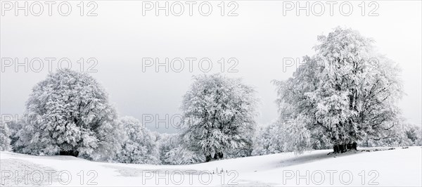 Winter landscpae