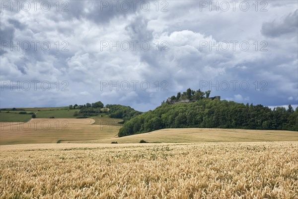 Wheat fields (Triticum) in the Hegau with the Magdeberg