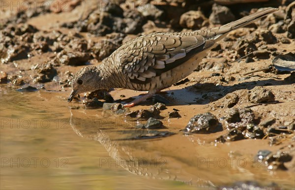 Scaled dove (Scardafella squammata)