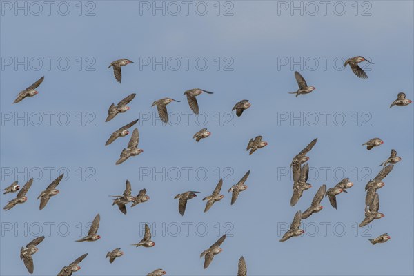 Red-billed quelea (Quelea quelea)