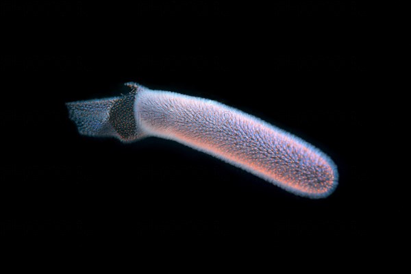Colonial Tunicates or Pyrosoma Tunicate (Pyrosoma atlanticum)