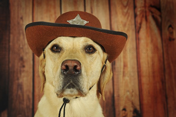 Labrador Retriever