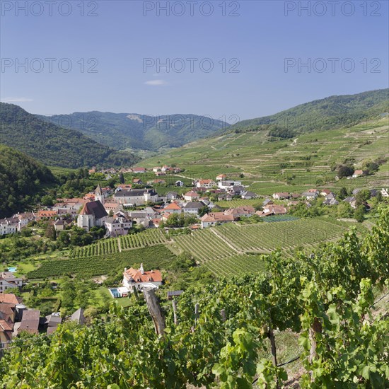 Vineyards in summer