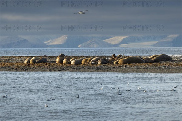 Walruses (Odobenus rosmarus)