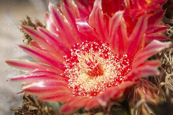 Red flower of Fishhook Barrel Cactus (Ferocactus wislizeni)