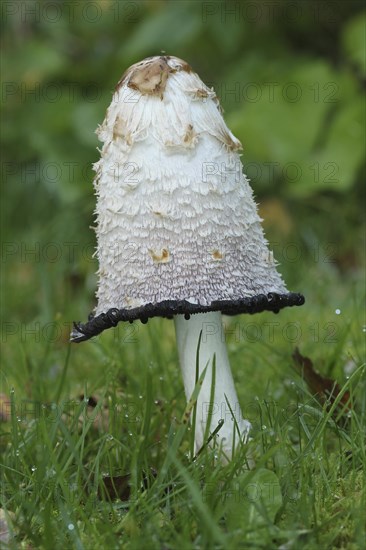 Shaggy ink cap (Coprinus comatus) begins to disintegrate from below