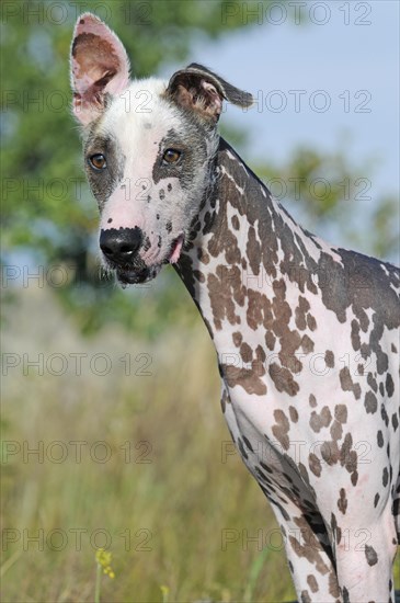 Peruvian naked dog