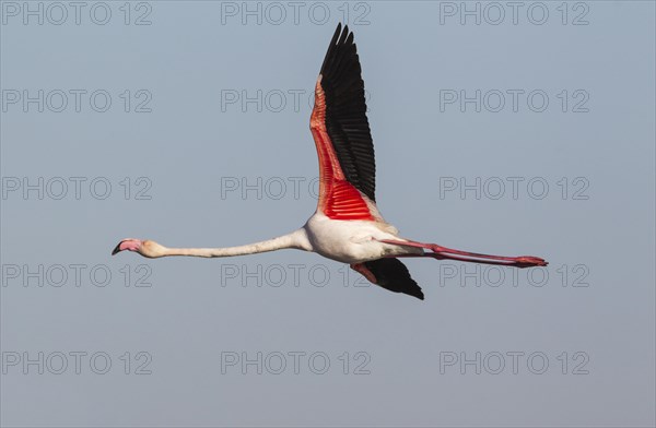 Greater Flamingo (Phoenicopterus roseus)