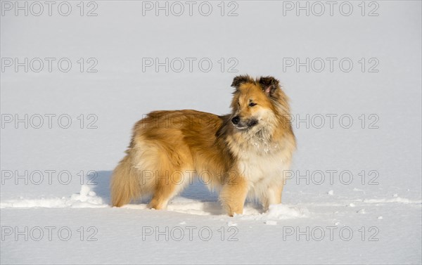 Islanddog (Canis lupus familiaris) runs in snow