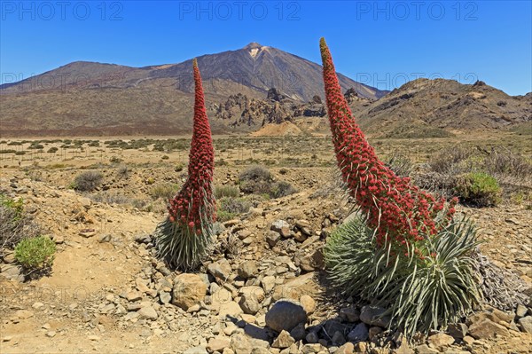 Volcano Pico del Teide