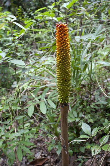 Titan arum (Amorphophallus Titanum)