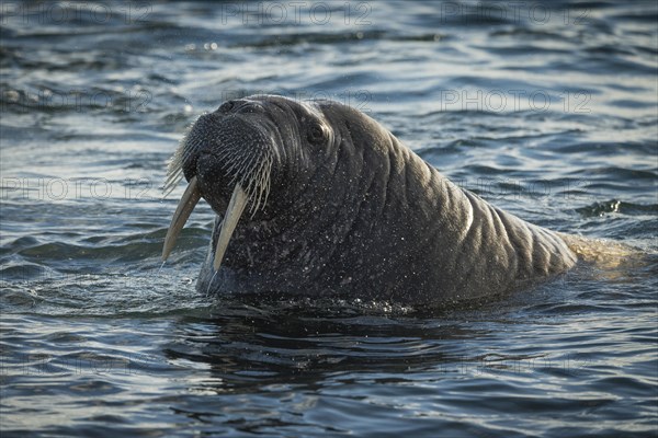 Walrus (Odobenus rosmarus)