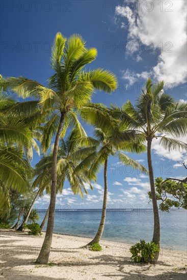 Sandy beach with palm trees and turquoise water