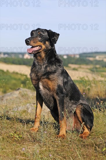 Harlequin Beauceron
