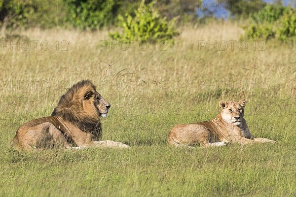 Lions (Panthera leo)