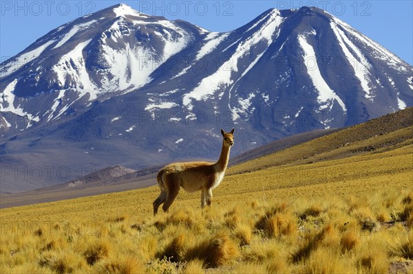 Vicuna (Vicugna vicugna) off Lascar Volcano