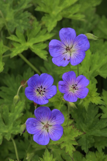 Ashy Cranesbill (Geranium cinereum)