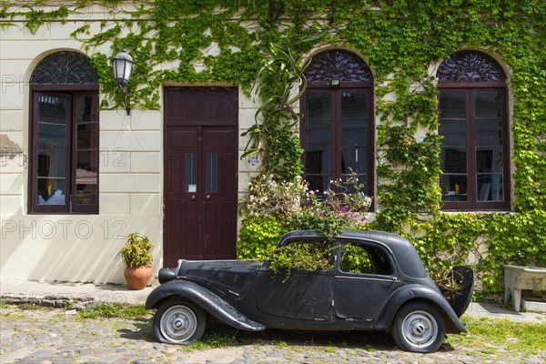 Car wreck of an oldtimer overgrown with plants