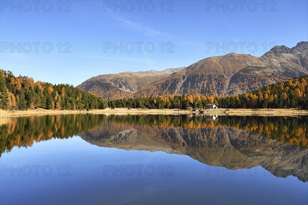 Autumnally coloured larch forest reflected in Lake Stazersee