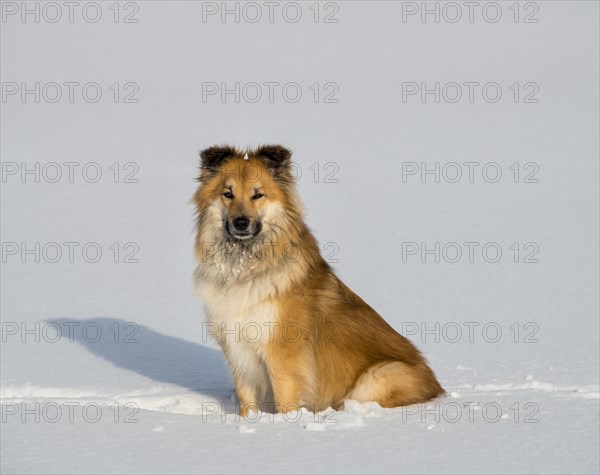 Islanddog (Canis lupus familiaris) sits in the snow