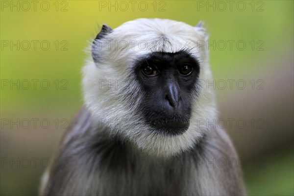 Northern plains gray langur (Semnopithecus entellus)