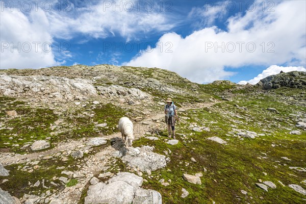 Sheep and hiker on the hiking trail