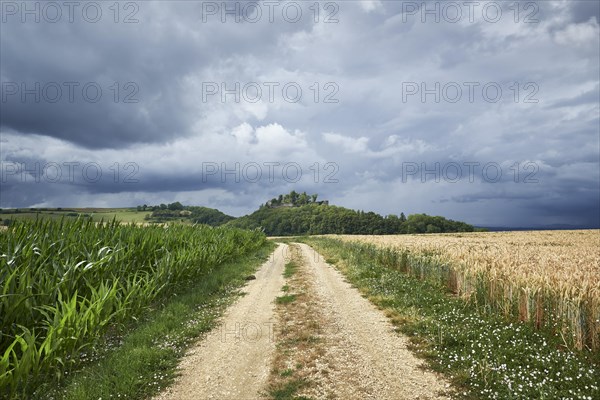 Agricultural way leads through grain fields