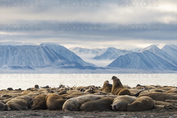 Walruses (Odobenus rosmarus)