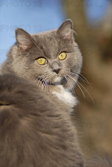 Ragdoll