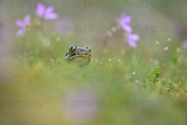 Common spadefoot (Pelobates fuscus) sits in meadow between flowers