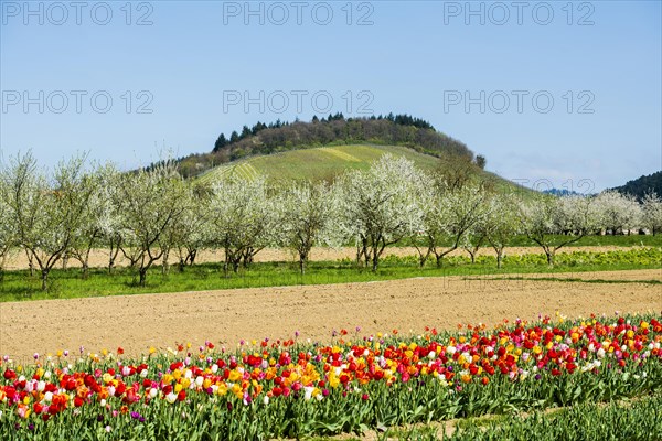 Tulip field and flowering fruit trees