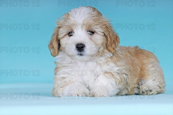 Havanese