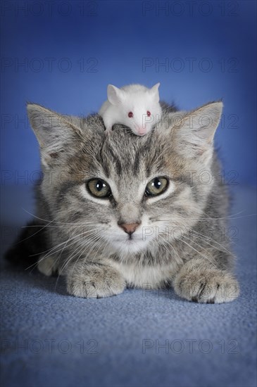 Kitten