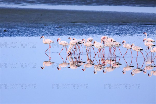 Greater flamingos (Phoenicopterus roseus)