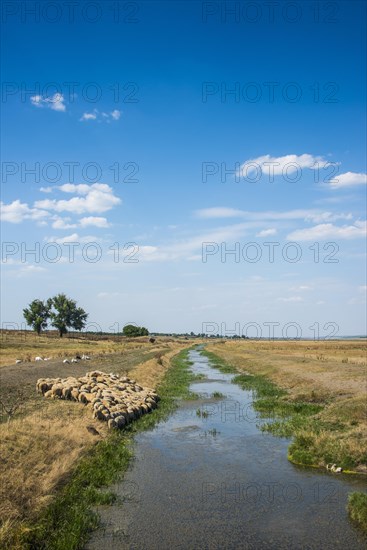 Herd of sheeps grazing on a little channel