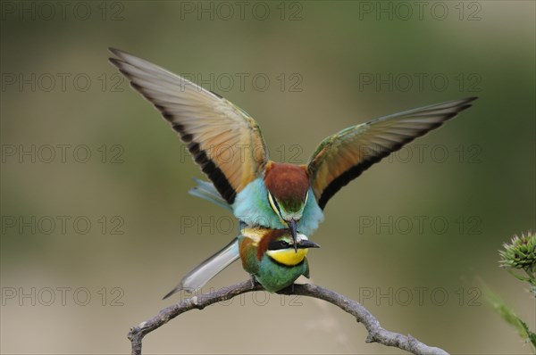 Bee-eater (Merops apiaster)