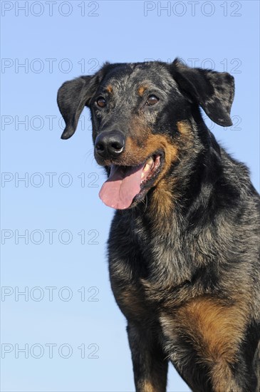 Harlequin Beauceron